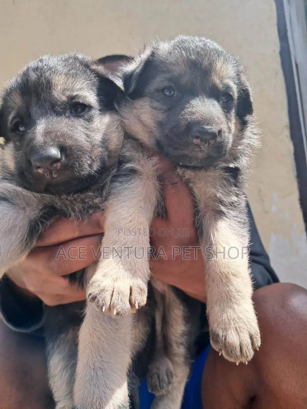 1-3 months Male Purebred German Shepherd