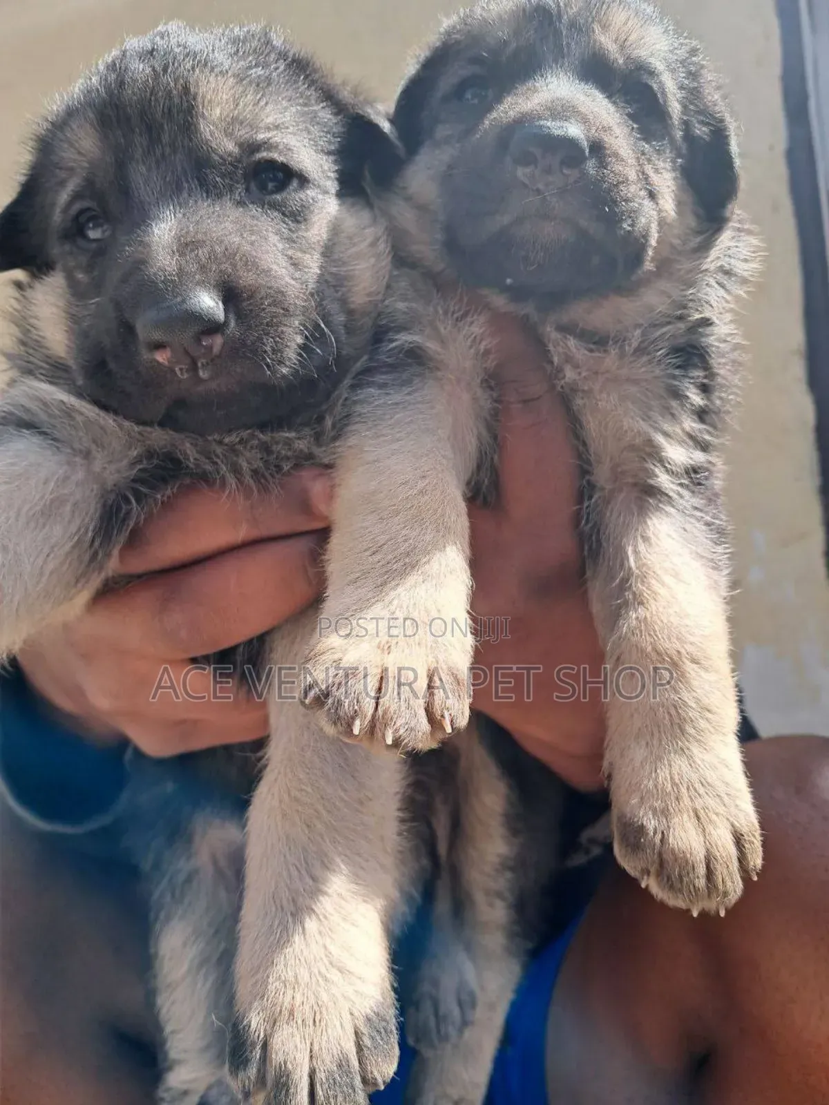 1-3 months Male Purebred German Shepherd