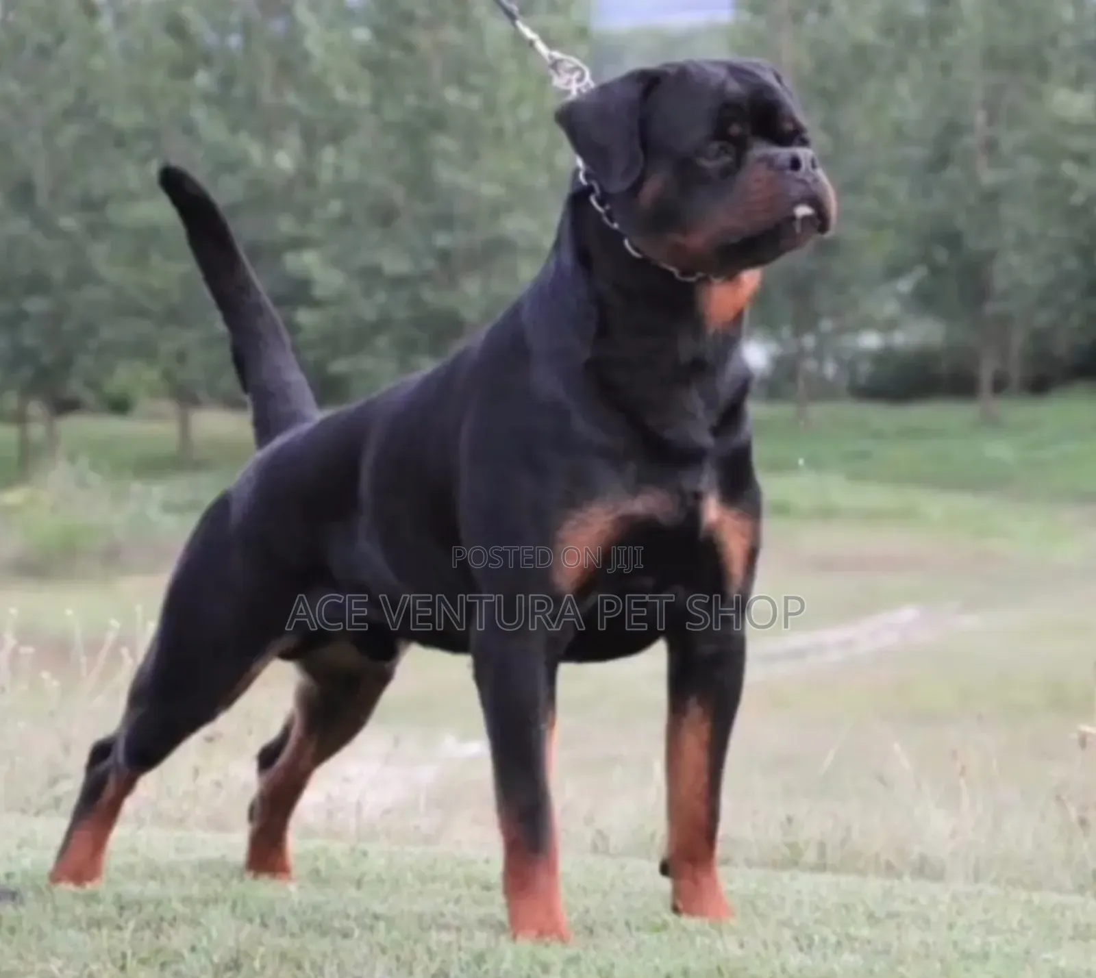 1-3 months Male Purebred Rottweiler