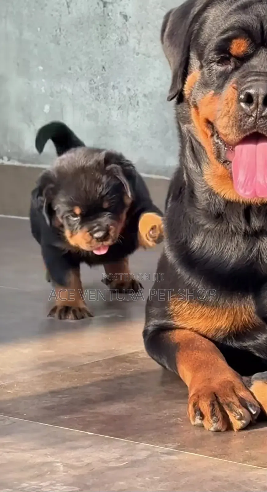 1-3 months Male Purebred Rottweiler