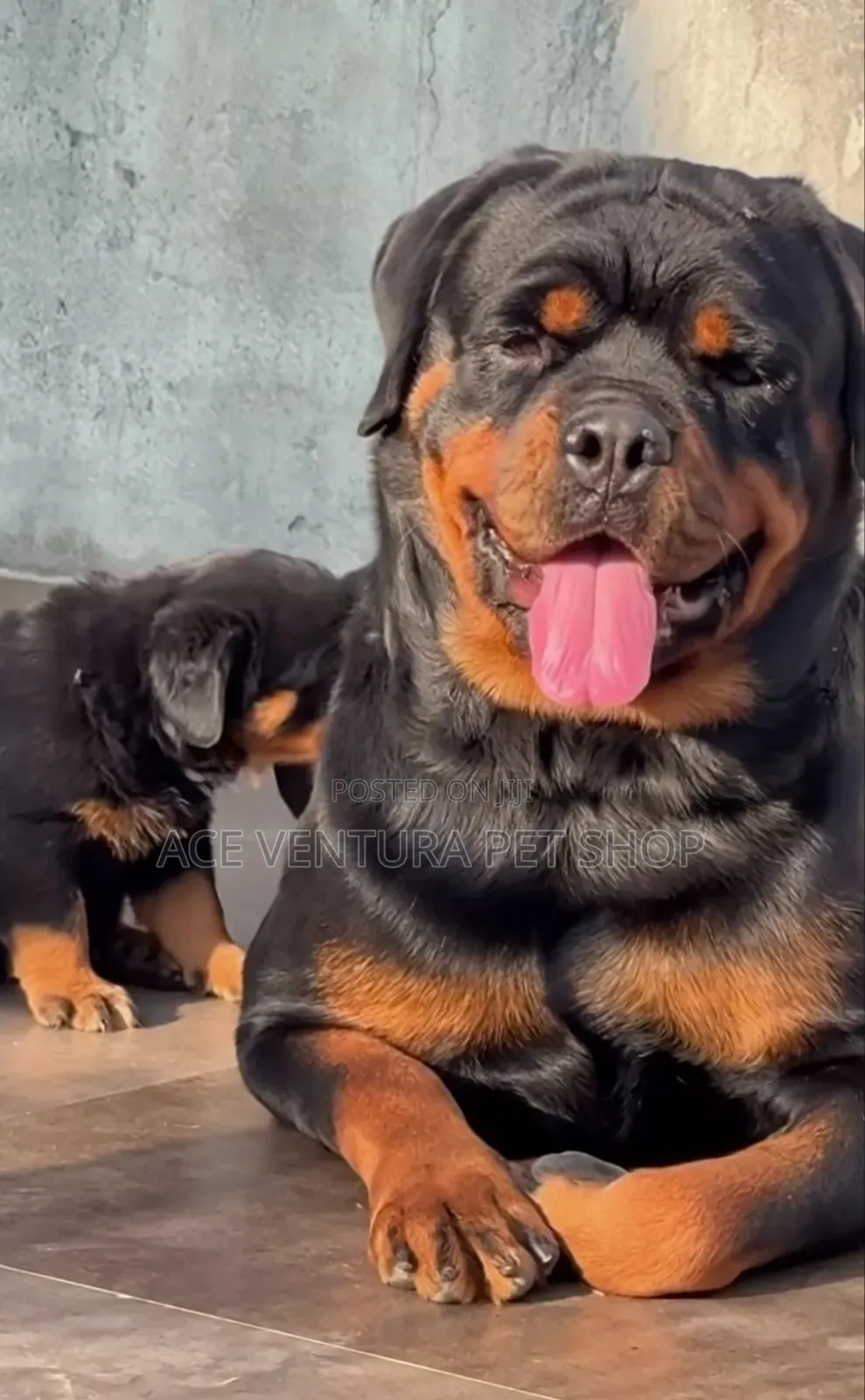 1-3 months Male Purebred Rottweiler
