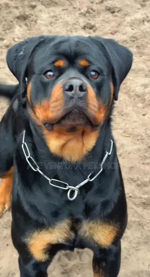 1-3 months Male Purebred Rottweiler