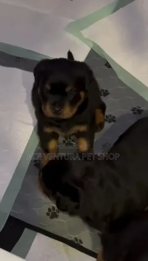 1-3 months Male Purebred Rottweiler