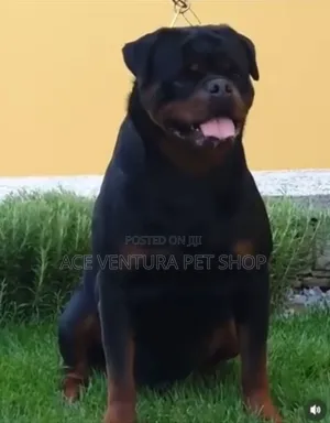 1-3 months Male Purebred Rottweiler