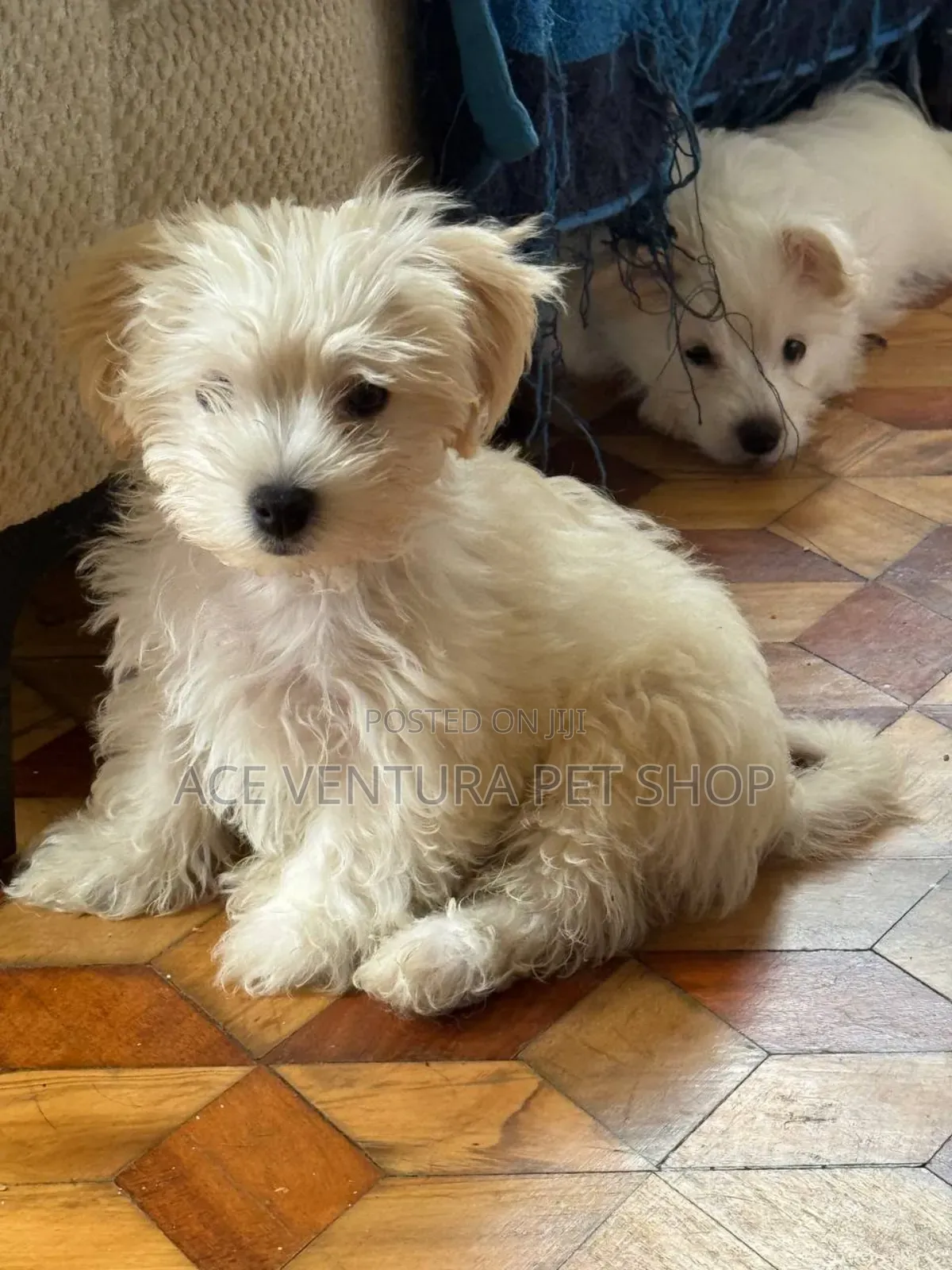 1-3 months Male Purebred Maltese