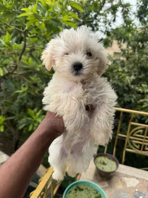 1-3 months Female Purebred Maltese