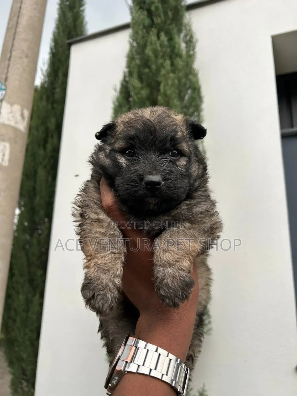 1-3 months Male Purebred German Shepherd