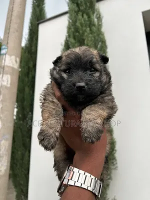1-3 months Male Purebred German Shepherd