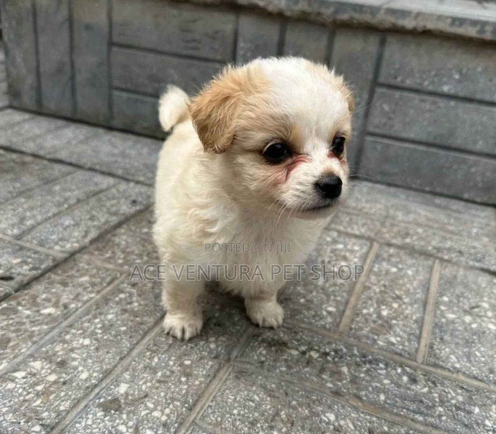 1-3 months Male Purebred Maltese