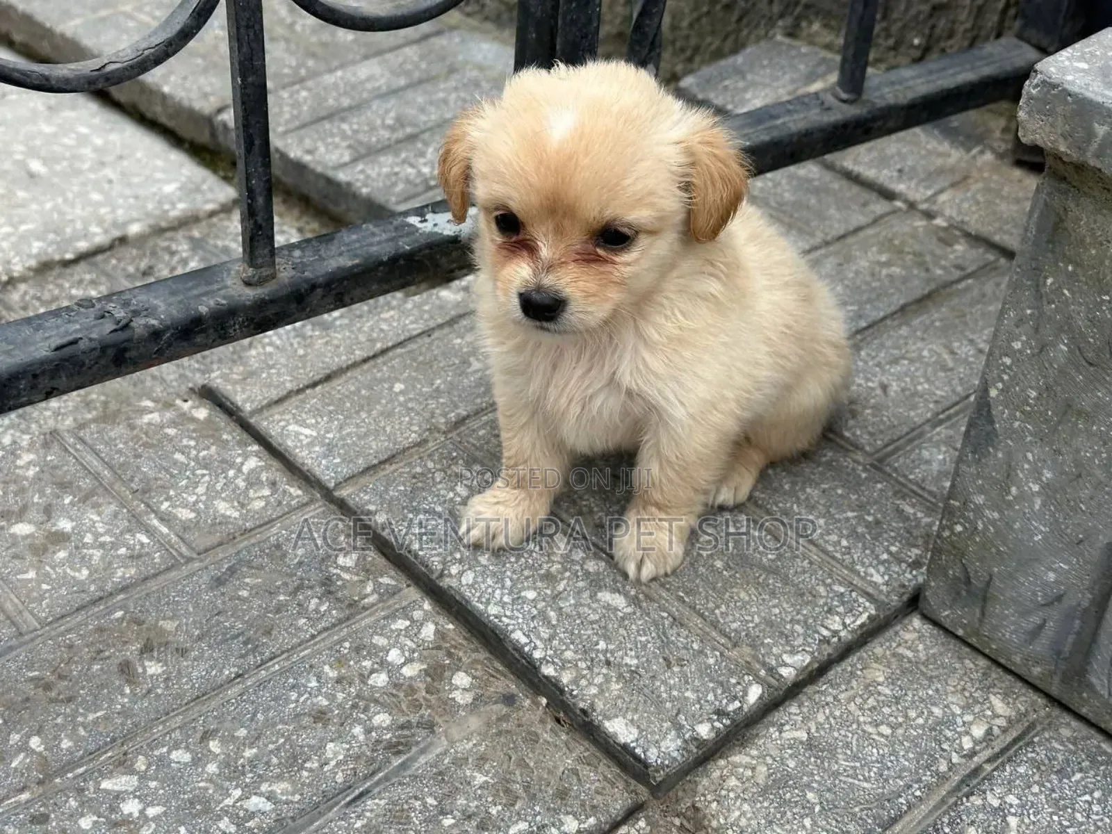 1-3 months Male Purebred Maltese