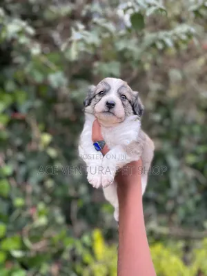 1-3 months Male Purebred Maltese