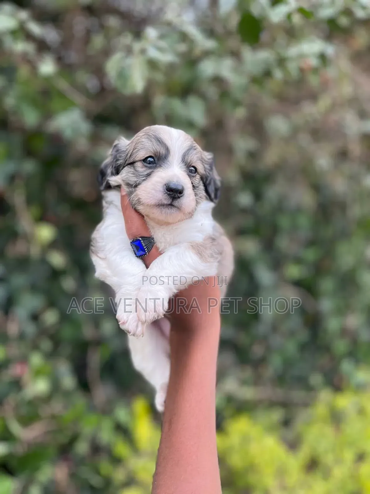 1-3 months Male Purebred Maltese
