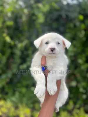 1-3 months Male Purebred Maltese