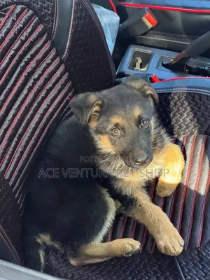 1-3 months Male Purebred German Shepherd
