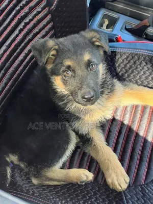 1-3 months Male Purebred German Shepherd