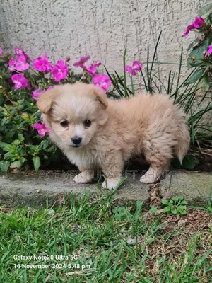 1-3 months Male Purebred Maltese