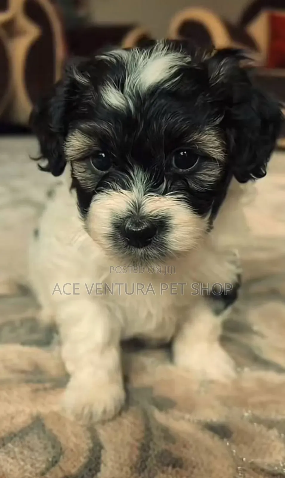 1-3 months Male Purebred Maltese