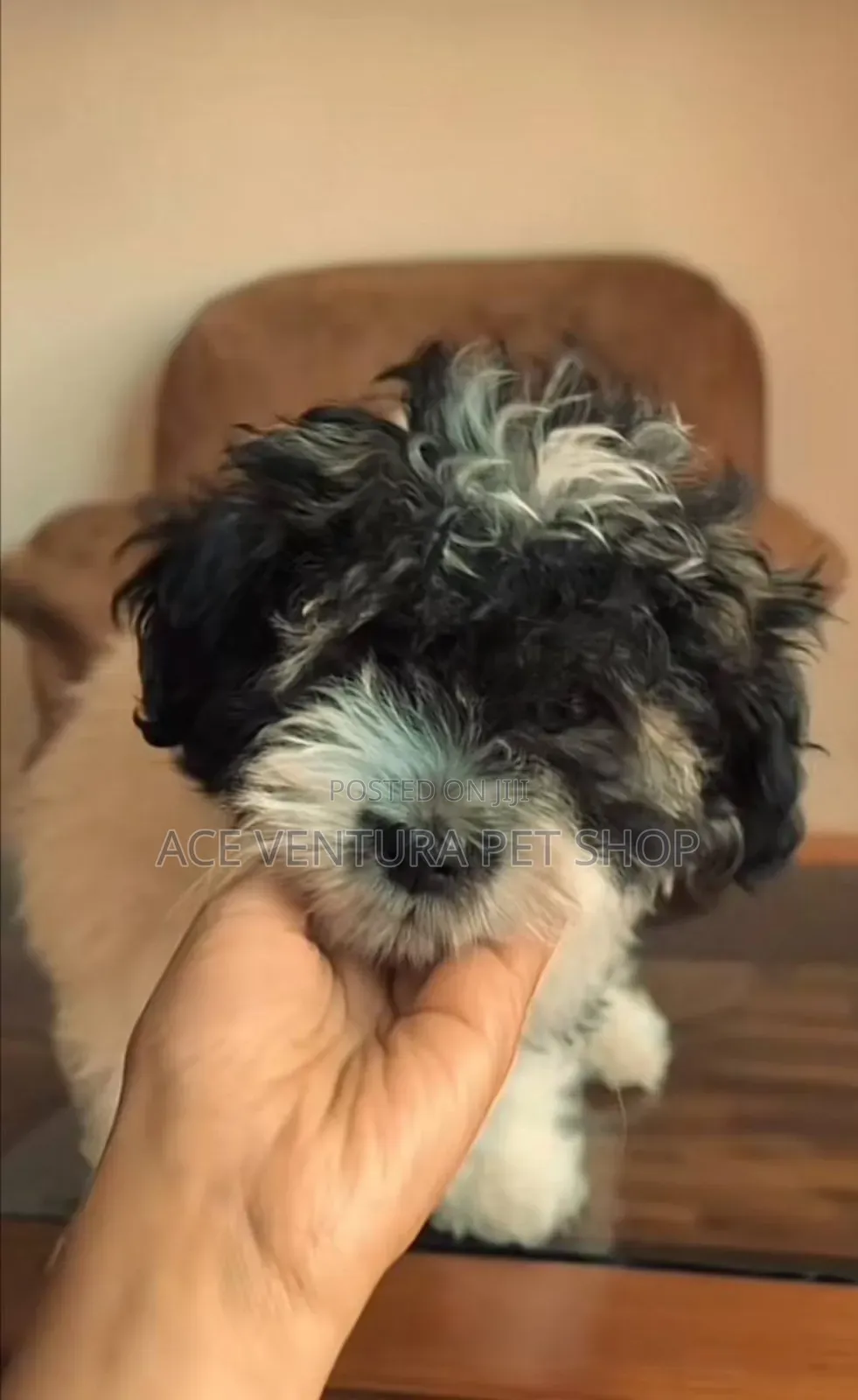 1-3 months Male Purebred Maltese