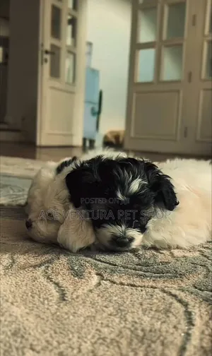 1-3 months Male Purebred Maltese