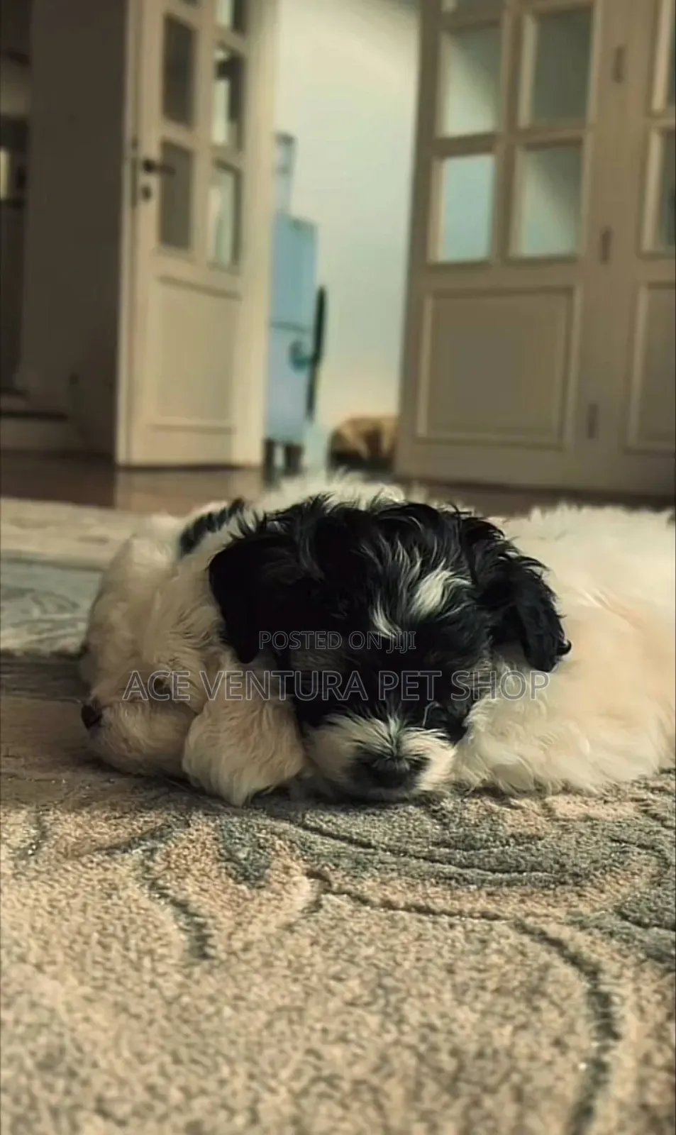 1-3 months Male Purebred Maltese