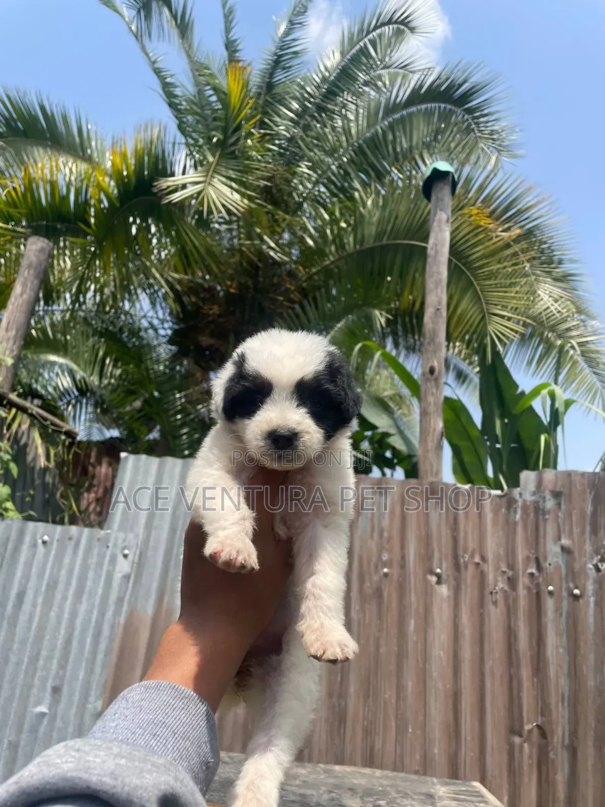 1-3 months Male Purebred Maltese