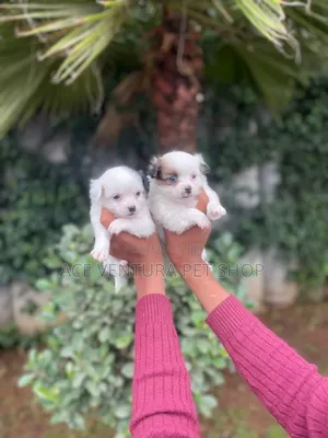 1-3 months Male Purebred Maltese