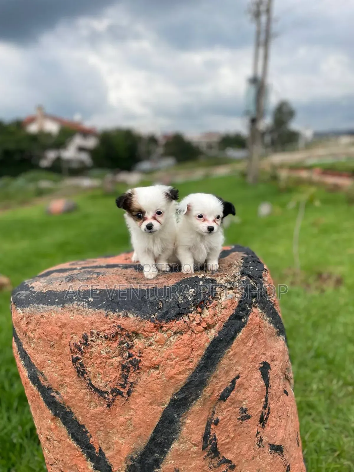 1-3 months Male Purebred Maltese