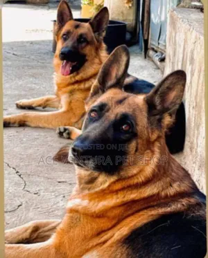 1-3 months Male Purebred German Shepherd