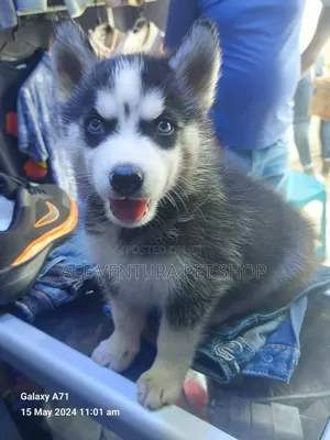 1-3 months Male Purebred Siberian Husky