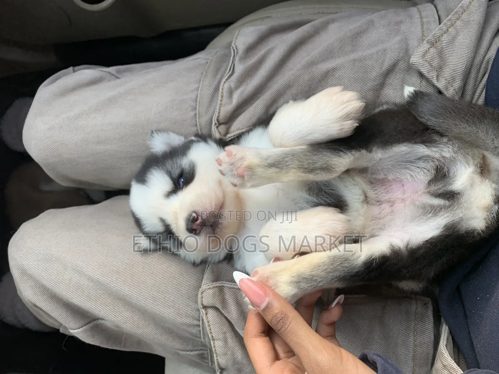 1-3 months Male Purebred Siberian Husky