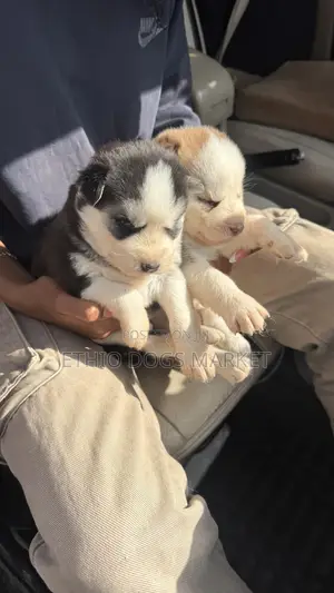 1-3 months Male Purebred Siberian Husky