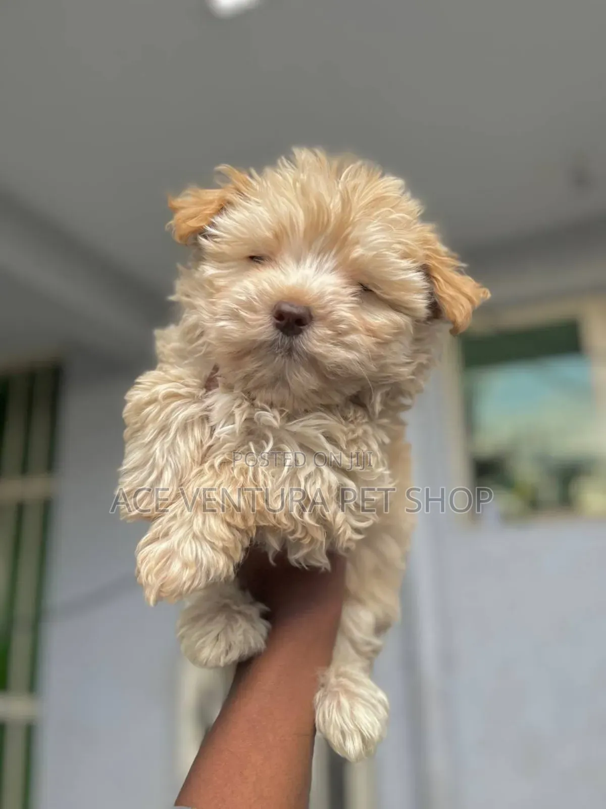 1-3 months Male Purebred Maltese