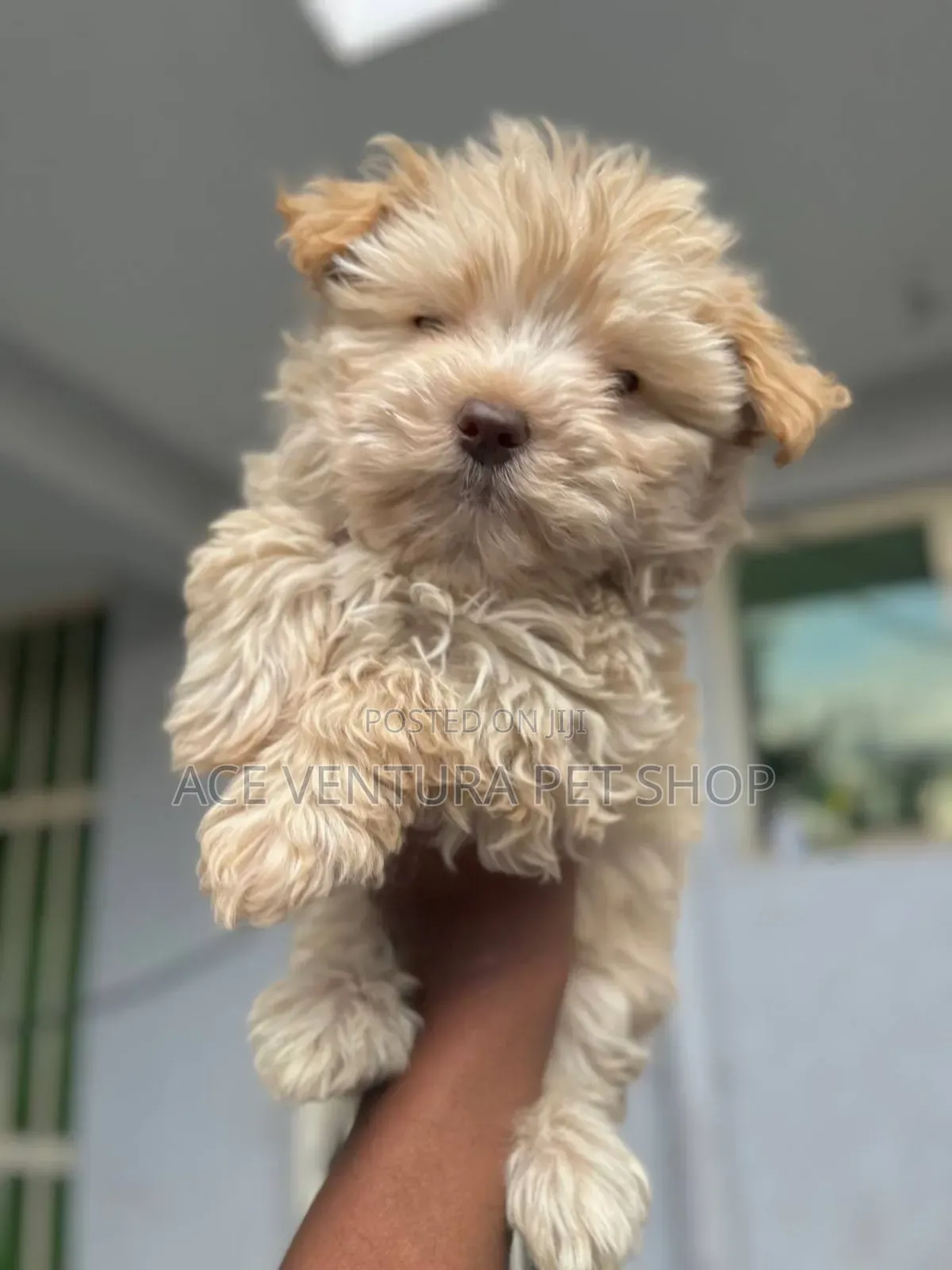 1-3 months Male Purebred Maltese