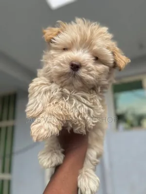 1-3 months Male Purebred Maltese