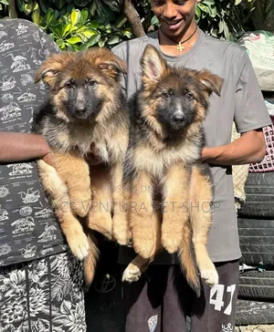 1-3 months Male Purebred German Shepherd
