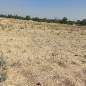 Farm Land for Sale or Rent