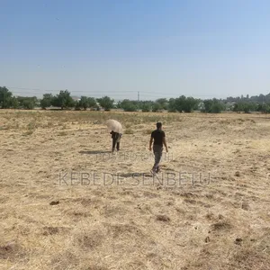 Farm Land for Sale or Rent