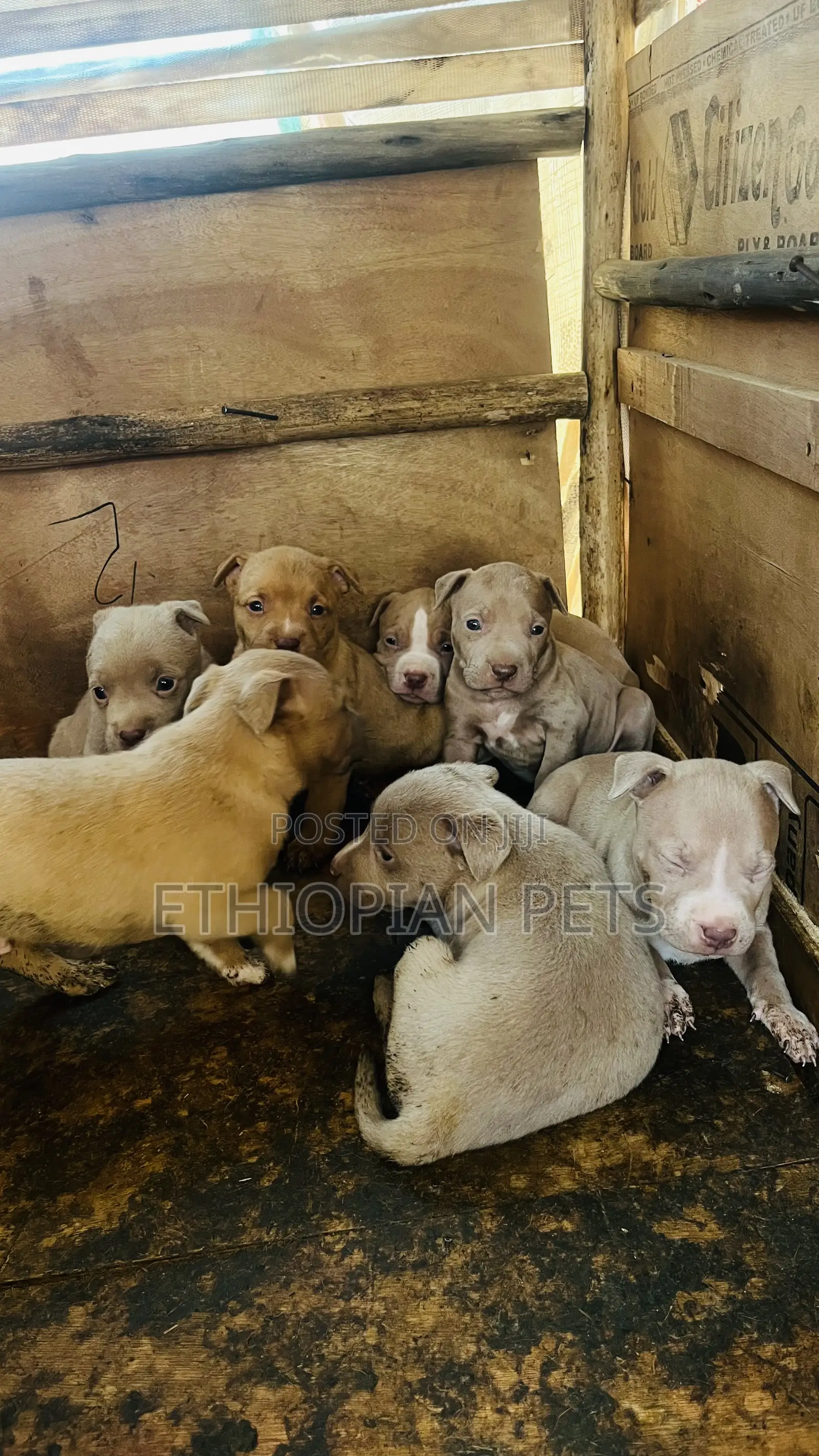 1-3 months Male Purebred American Bully