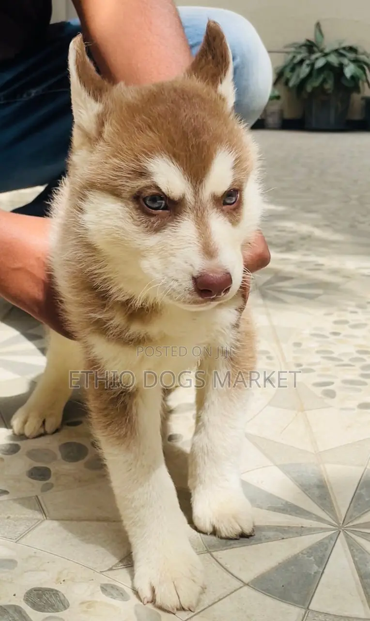 1-3 months Male Purebred Siberian Husky
