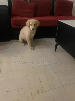 0-1 month Male Mixed Breed Golden Retriever