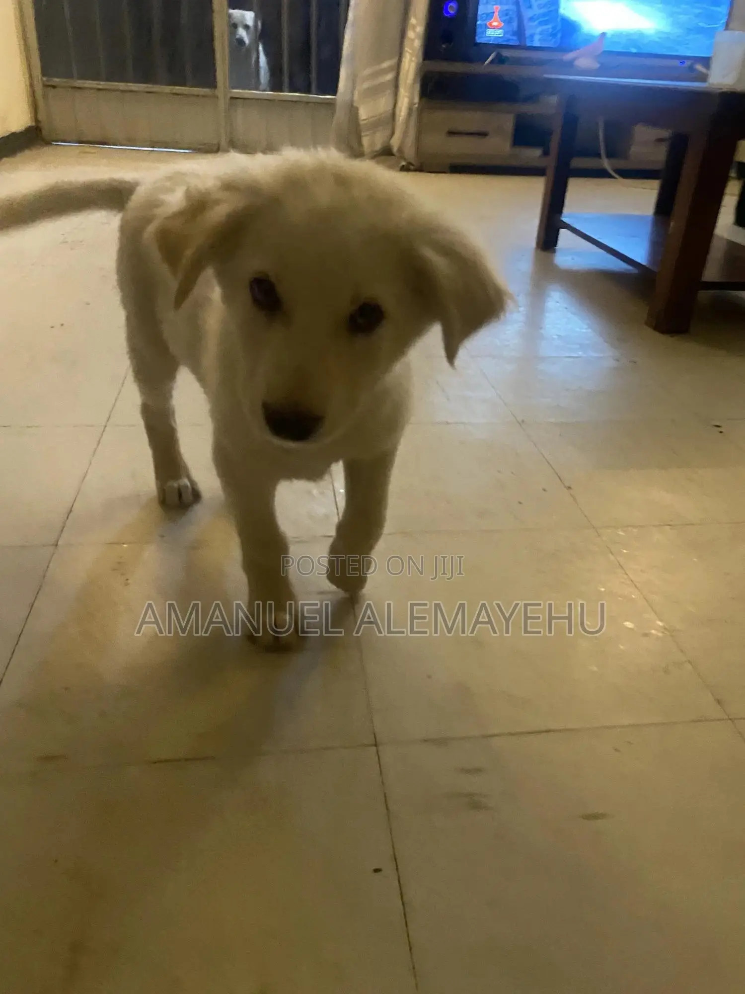 0-1 month Male Mixed Breed Golden Retriever