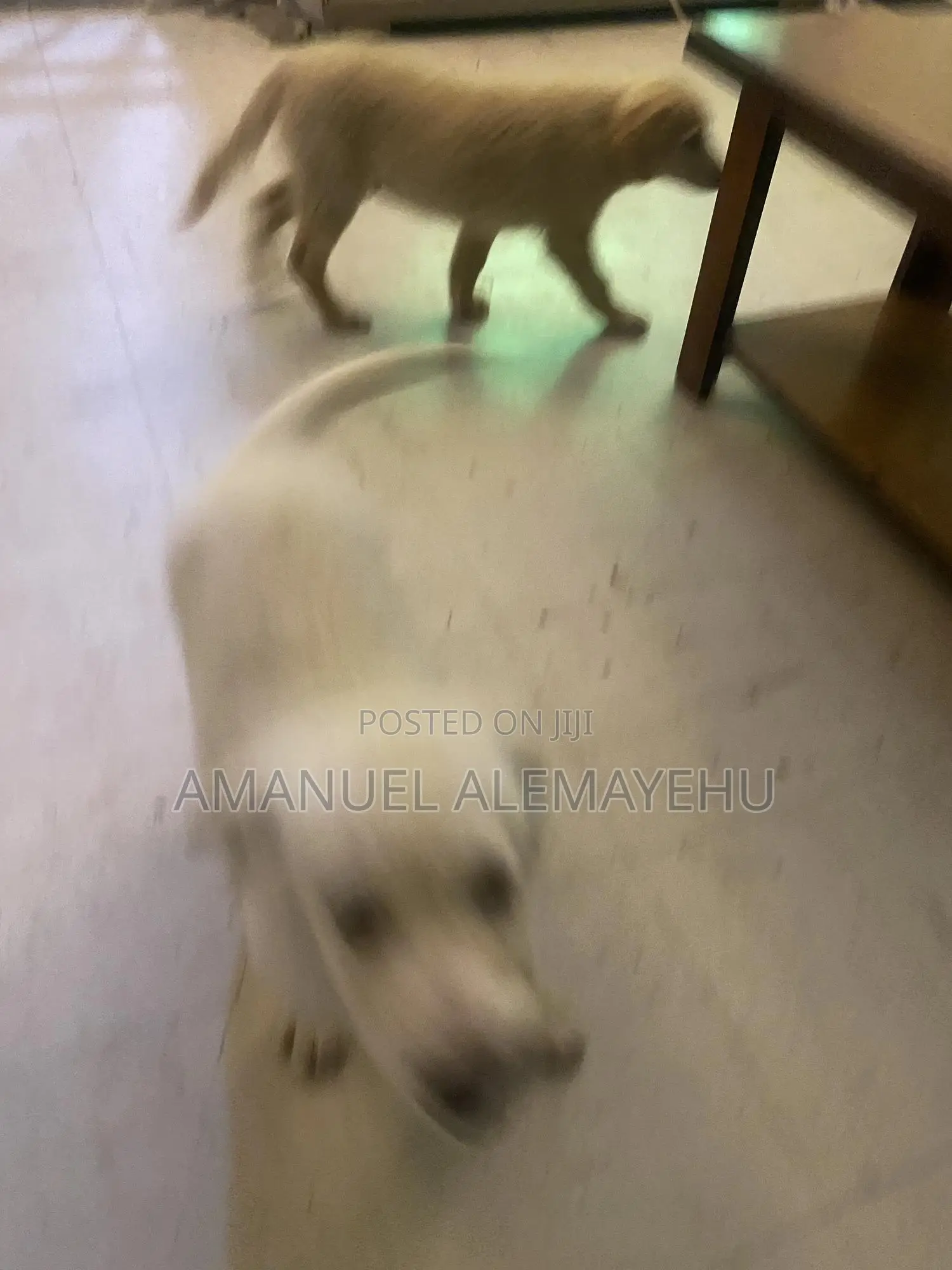 0-1 month Male Mixed Breed Golden Retriever