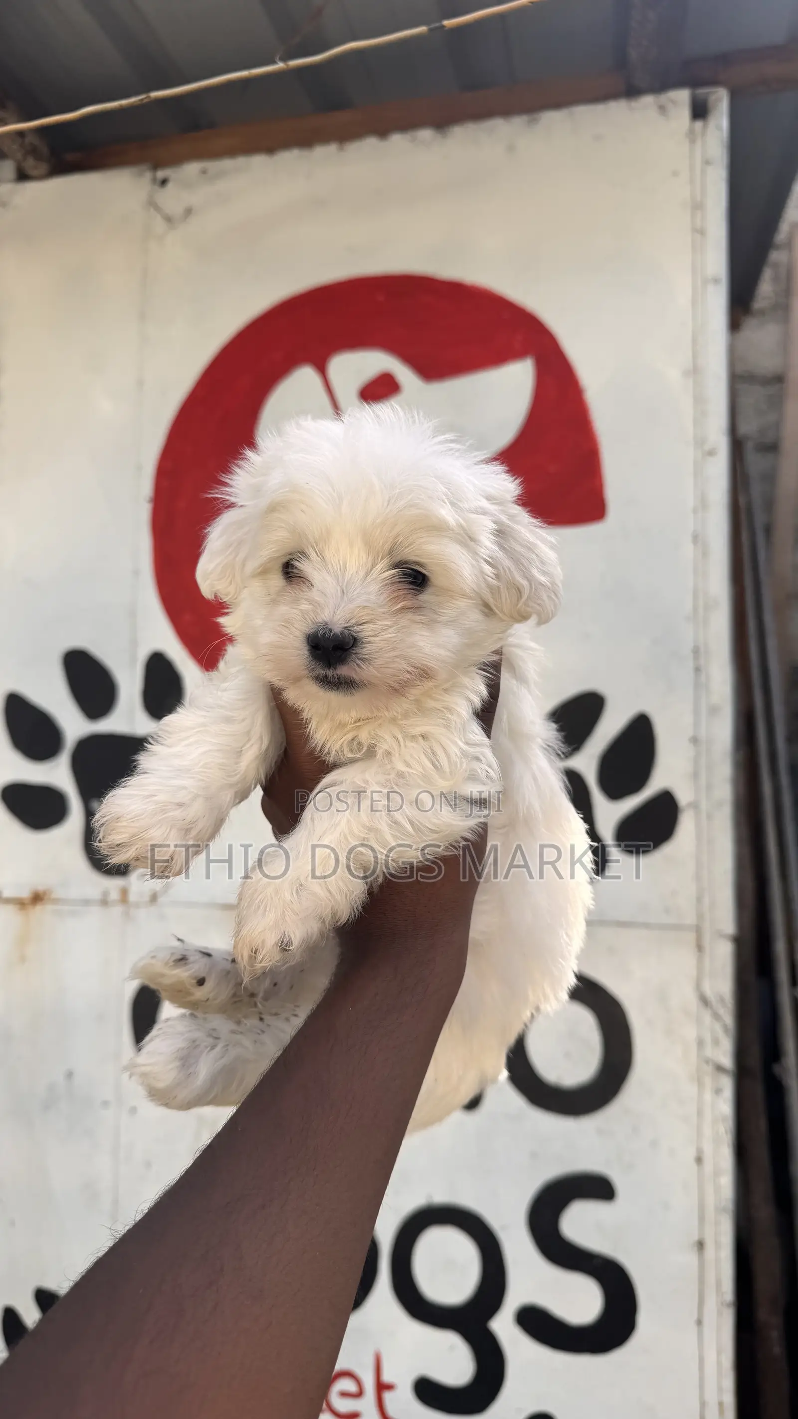 1-3 months Male Mixed Breed Shih Tzu