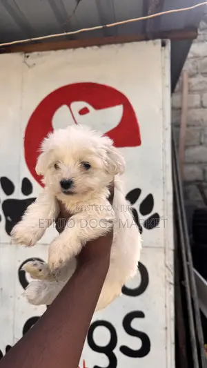 1-3 months Male Mixed Breed Shih Tzu