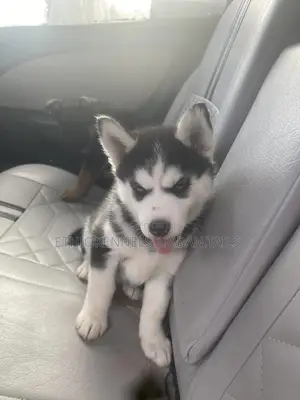 1-3 months Female Purebred Siberian Husky