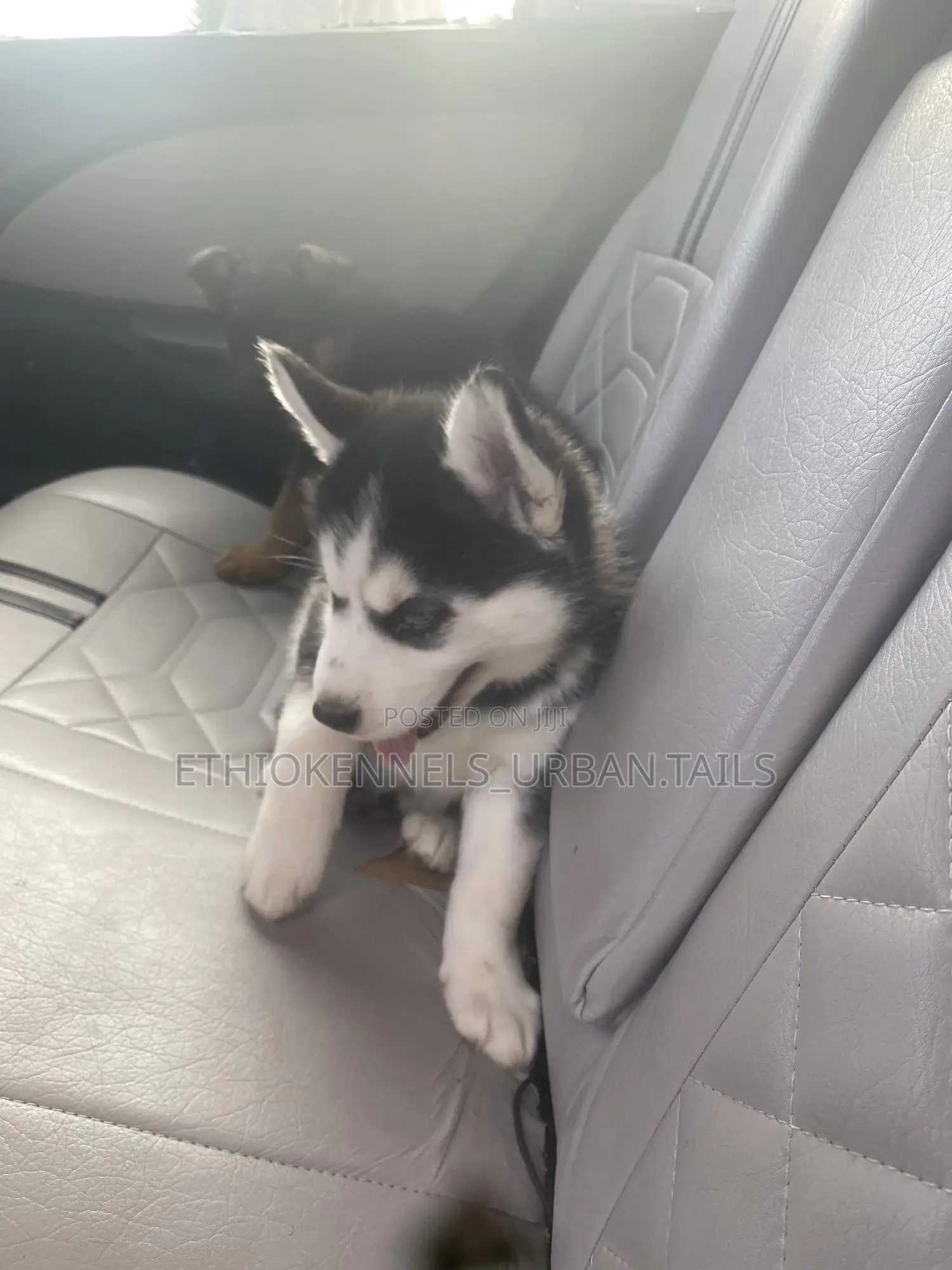 1-3 months Female Purebred Siberian Husky