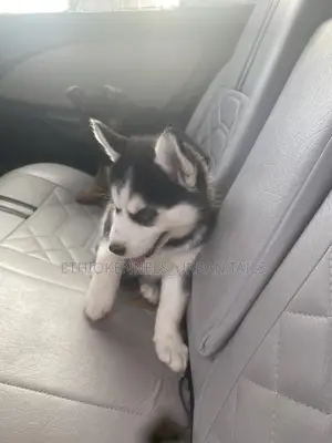 1-3 months Female Purebred Siberian Husky