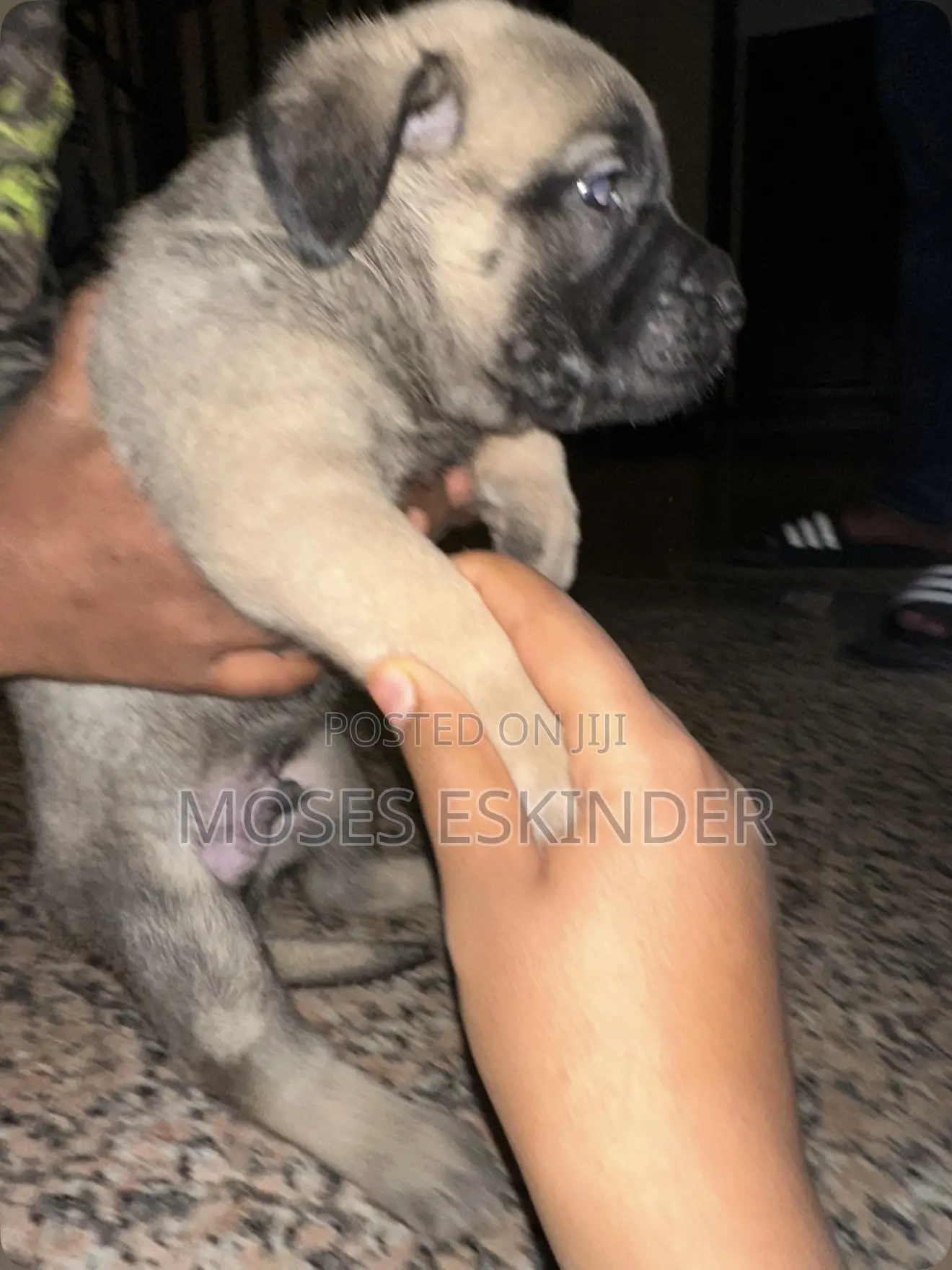 1-3 months Male Mixed Breed Siberian Husky