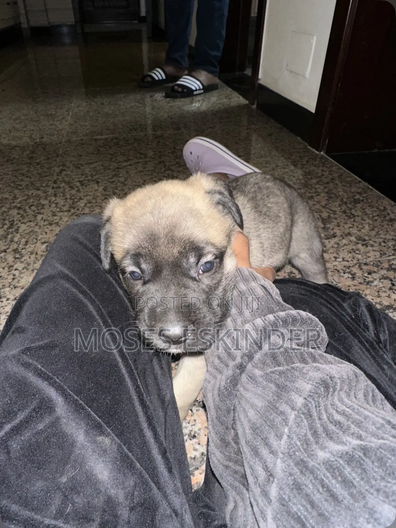 1-3 months Male Mixed Breed Siberian Husky