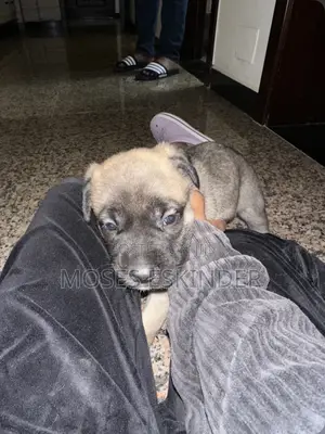 1-3 months Male Mixed Breed Siberian Husky